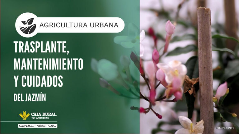 Prestosu | June 18, 2026 | Canal Prestosu | Agricultura urbana: trasplante, mantenimiento y cuidados del jazmín
