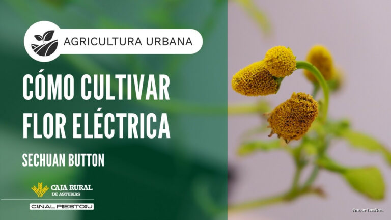 Prestosu | June 25, 2026 | Canal Prestosu | Agricultura urbana: cómo cultivar la flor eléctrica