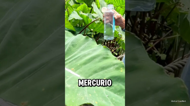 Viajar desde Asturias | July 26, 2026 | Beltrán nos enseña las orejas de elefante en los jardines de la Fonte Baxa