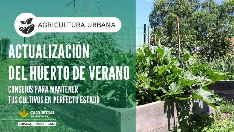 Prestosu | July 15, 2026 | Canal Prestosu | Agricultura urbana: consejos para mantener tu huerto en perfecto estado este verano