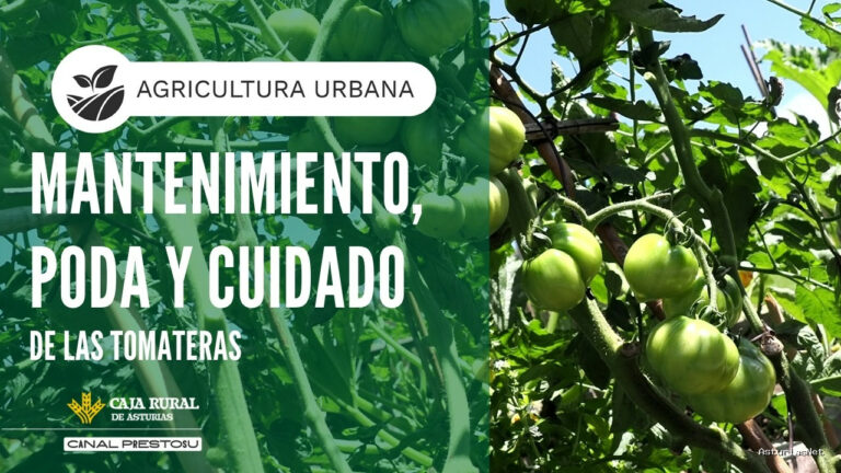 Prestosu | July 29, 2026 | Canal Prestosu | Agricultura urbana: ​ mantenimiento y cuidado de las Tomateras ​​