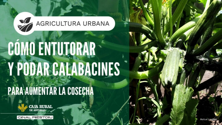 Prestosu | July 22, 2026 | Canal Prestosu | Cómo entutorar y podar los Calabacines para Aumentara SU Cosecha