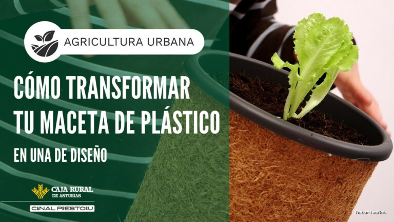 Prestosu | September 23, 2026 | Canal Prestosu | Agricultura urbana: cómo transformar tu maceta de plástico en una de diseño
