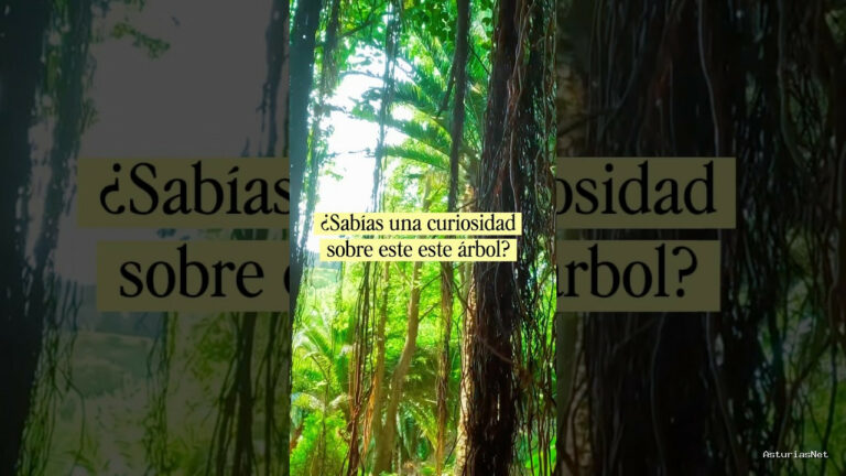 Viajar desde Asturias | September 8, 2026 | Estamos con Beltrán; guía en los jardines de la Fonte Baxa en Luarca; nos habla de un árbol…