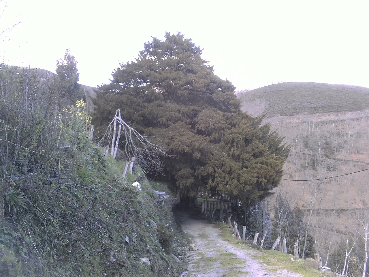 Tejo de Santa Coloma