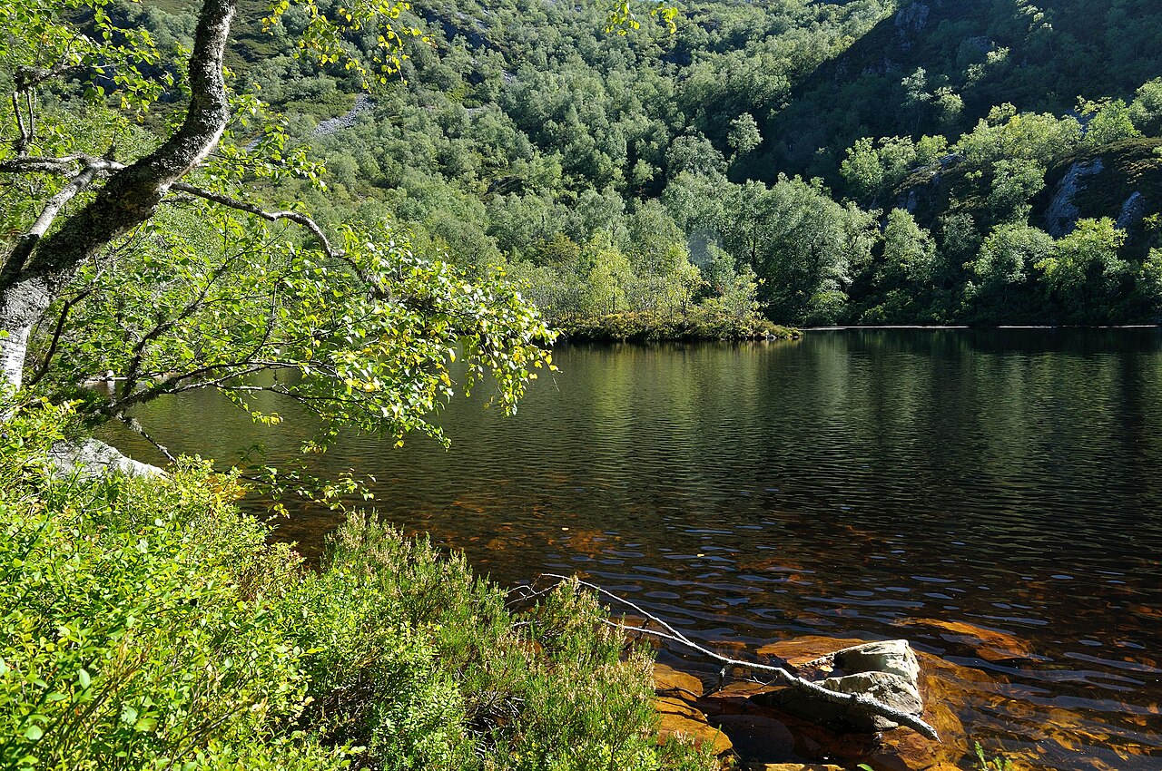 Muniellos forest, in Cangas del Narcea