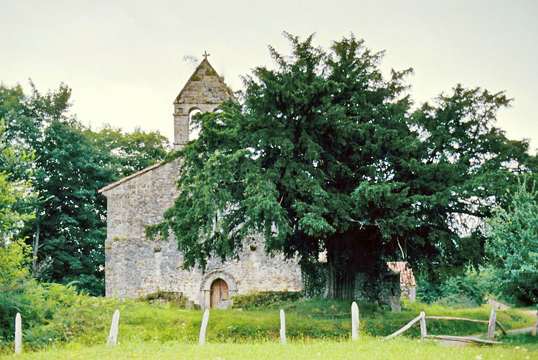 The church of Santa Eulalia de Abamia with its old yew tree