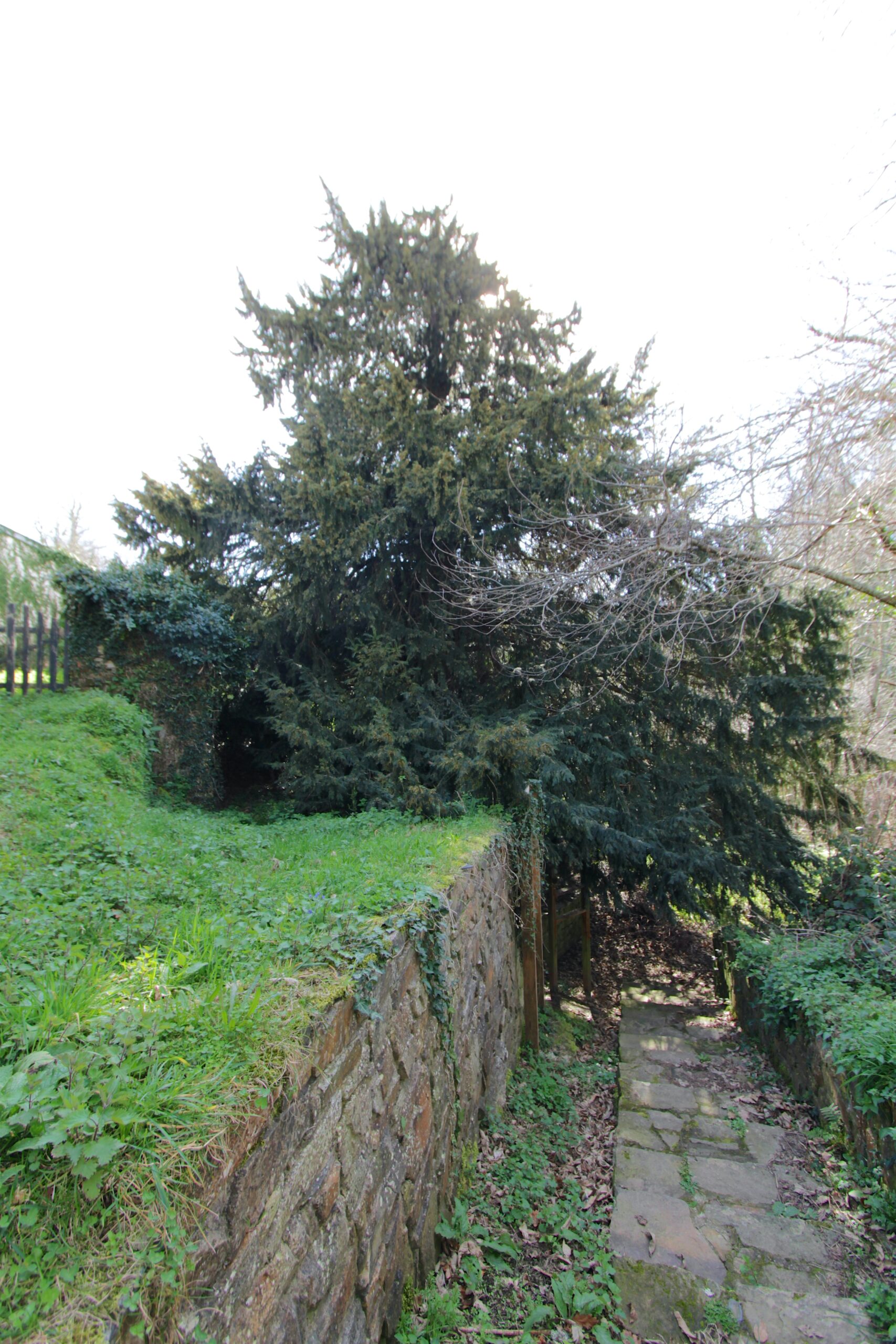 The monumental yew of Lago, in Allande